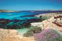 COMINO