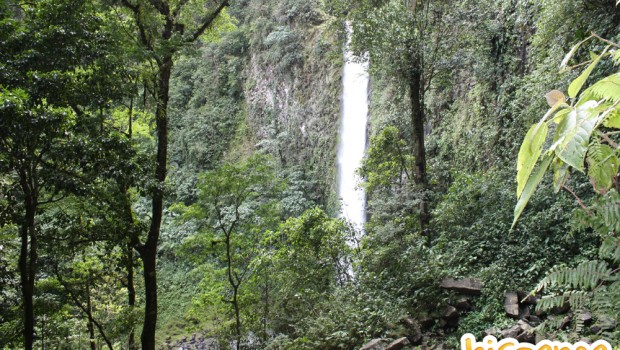 Forêt Costa Rica