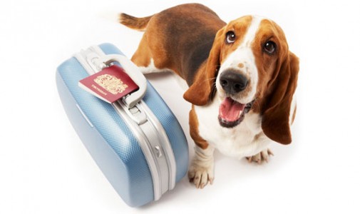 Voyage chien espagne Voyage chien espagne