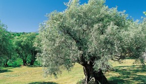 Lire la suite à propos de l’article Petite visite du sud de la France