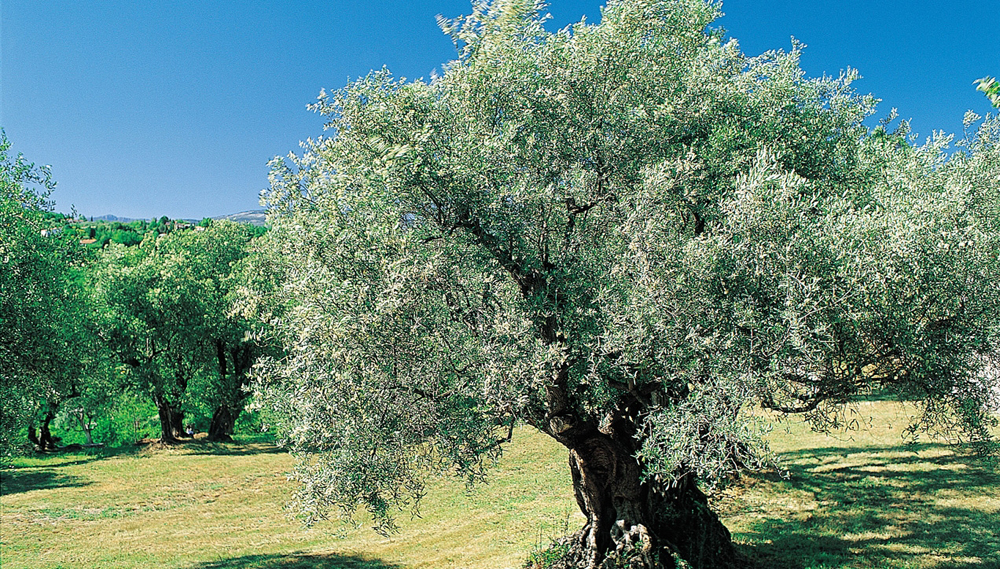 Lire la suite à propos de l’article Petite visite du sud de la France