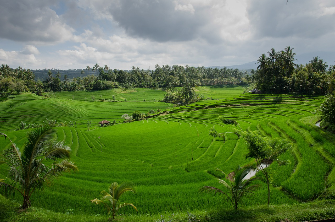 Rizières à Ubud