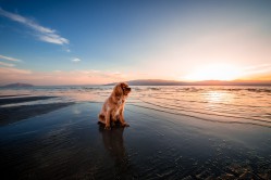 Lire la suite à propos de l’article Partir en Espagne pour les vacances avec son animal de compagnie