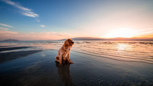 Chien sur la plage au lever du soleil