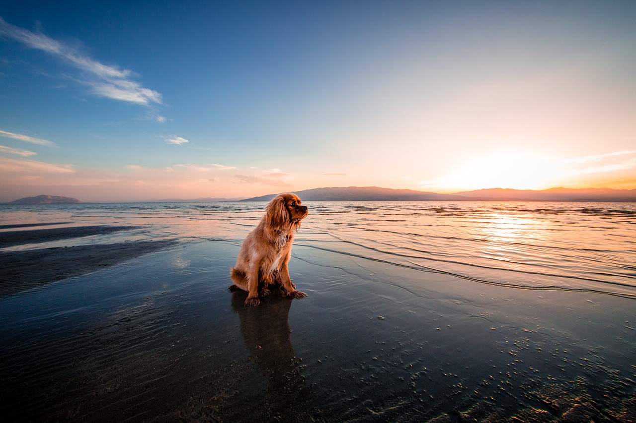Lire la suite à propos de l’article Partir en Espagne pour les vacances avec son animal de compagnie