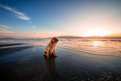 Lire la suite à propos de l’article Partir en vacances avec son chien en Espagne
