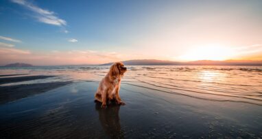 Partir en vacances avec son chien en Espagne