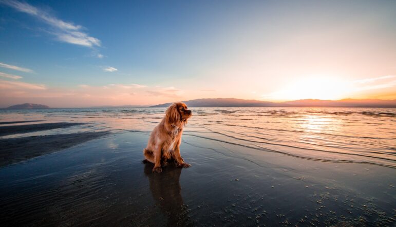 Partir en vacances avec son chien en Espagne
