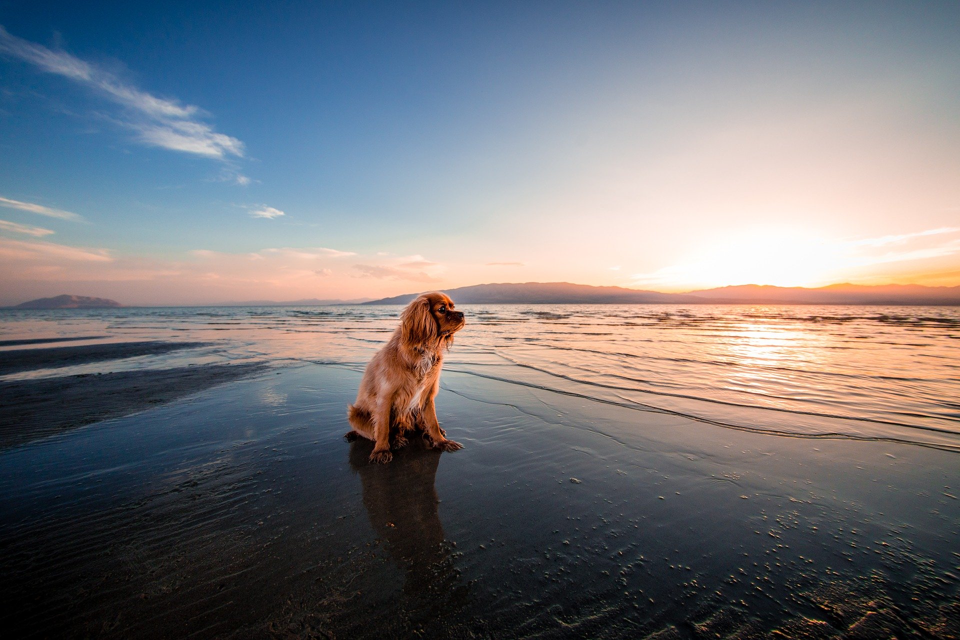Lire la suite à propos de l’article Partir en vacances avec son chien en Espagne