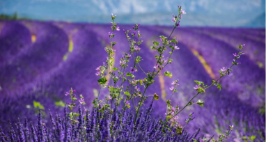 Location de villa en Provence : slow tourisme et Provence, prenez votre temps !