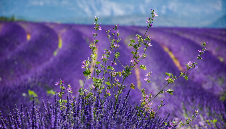 Location de villa en Provence : slow tourisme et Provence, prenez votre temps !