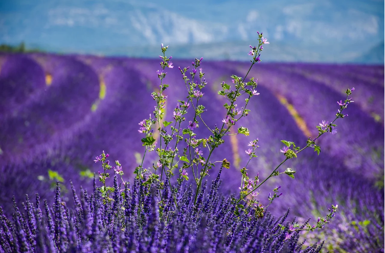 Lire la suite à propos de l’article Location de villa en Provence : slow tourisme et Provence, prenez votre temps !