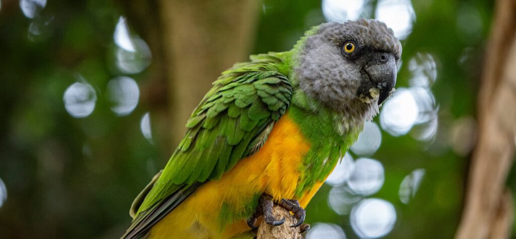 Oiseau du Butterfly Park